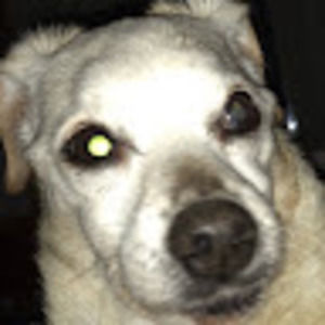 Meet your Posher, Bella